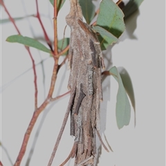 Metura elongatus at Jerrabomberra, NSW - 25 Nov 2024