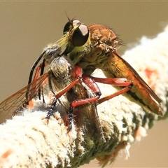 Colepia ingloria (A robber fly) at Gibberagee, NSW - 30 Jan 2015 by Bungybird