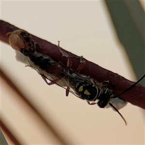 Aeolothynnus sp. (genus) (A flower wasp) at Russell, ACT by Hejor1