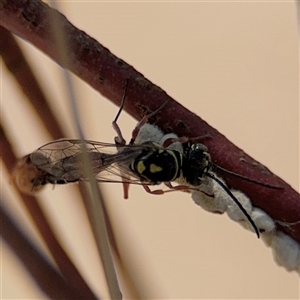 Aeolothynnus sp. (genus) at Russell, ACT - 21 Nov 2024