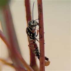 Aeolothynnus sp. (genus) at Russell, ACT - 21 Nov 2024 12:51 PM