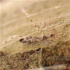 Stenolemus sp. (genus) at Russell, ACT - 21 Nov 2024