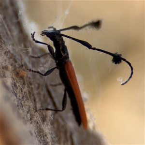 Tropis paradoxa at Russell, ACT - 21 Nov 2024