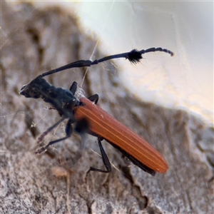 Tropis paradoxa at Russell, ACT - 21 Nov 2024