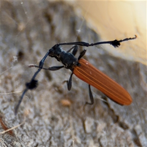 Tropis paradoxa at Russell, ACT - 21 Nov 2024