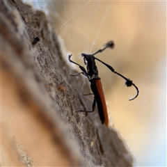 Tropis paradoxa at Russell, ACT - 21 Nov 2024