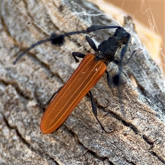 Tropis paradoxa at Russell, ACT - 21 Nov 2024