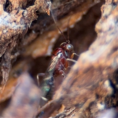 Ichneumonoidea (Superfamily) (A species of parasitic wasp) at Russell, ACT - 21 Nov 2024 by Hejor1