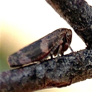 Eurymeloides adspersa at Barton, ACT - 21 Nov 2024