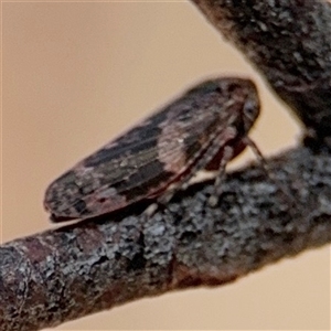 Eurymeloides adspersa at Barton, ACT - 21 Nov 2024