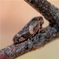 Eurymeloides adspersa at Barton, ACT - 21 Nov 2024