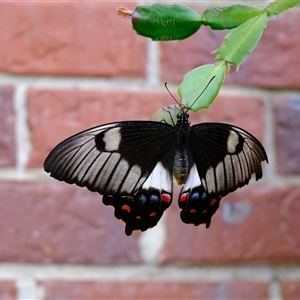 Papilio aegeus at Gungahlin, ACT - 25 Nov 2024