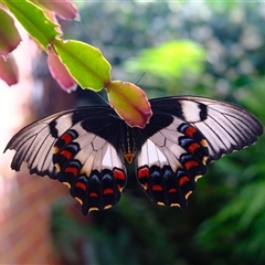 Papilio aegeus at Gungahlin, ACT - 25 Nov 2024