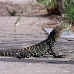 Intellagama lesueurii howittii (Gippsland Water Dragon) at Latham, ACT - 24 Nov 2024 by MichaelWenke