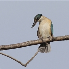 Todiramphus sanctus (Sacred Kingfisher) at Latham, ACT - 25 Nov 2024 by MichaelWenke