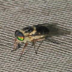 Tabanidae (family) (Unidentified march or horse fly) at Gibberagee, NSW - 29 Oct 2013 by Bungybird