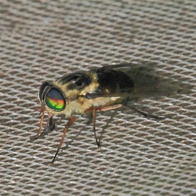 Tabanidae (family) (Unidentified march or horse fly) at Gibberagee, NSW - 29 Oct 2013 by Bungybird