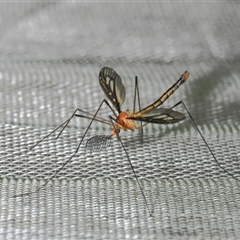 Ptilogyna (Ptilogyna) ramicornis (A crane fly) at Gibberagee, NSW - 28 Oct 2013 by Bungybird