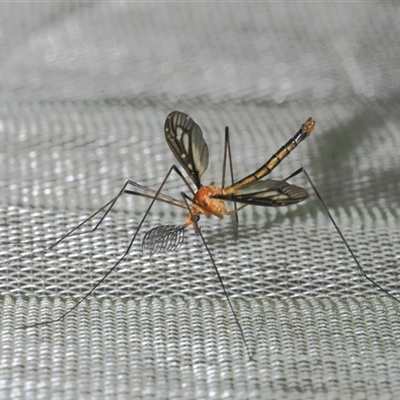 Ptilogyna (Ptilogyna) ramicornis (A crane fly) at Gibberagee, NSW - 28 Oct 2013 by Bungybird