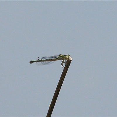 Coenagrionidae sp. (family) at Gibberagee, NSW - 24 Nov 2012 by Bungybird