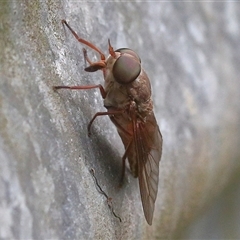 Tabanidae (family) (Unidentified march or horse fly) at Gibberagee, NSW - 30 Jan 2022 by Bungybird