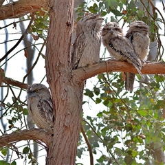 Podargus strigoides (Tawny Frogmouth) at Latham, ACT - 24 Nov 2024 by MichaelWenke