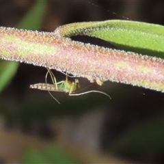 Chironomidae (family) (Non-biting Midge) at Goulburn, NSW - 25 Nov 2024 by glbn1