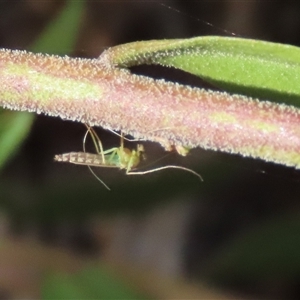 Chironomidae (family) at Goulburn, NSW - 25 Nov 2024