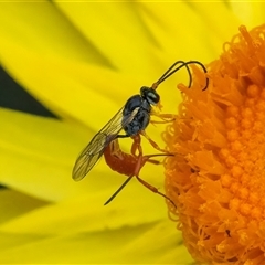 Ichneumonoidea (Superfamily) at Acton, ACT - 22 Nov 2024 01:18 PM