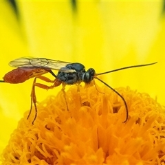 Ichneumonoidea (Superfamily) at Acton, ACT - 22 Nov 2024 01:18 PM