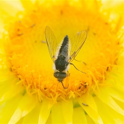 Australiphthiria (genus) (Bee fly) at Acton, ACT - 22 Nov 2024 by WHall