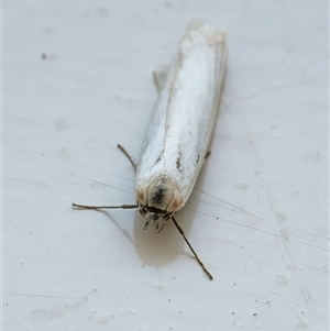 Philobota productella at Googong, NSW - 19 Nov 2024 10:24 AM