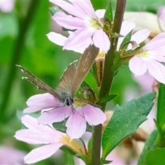 Neolucia agricola (Fringed Heath-blue) at Acton, ACT - 22 Nov 2024 by WHall