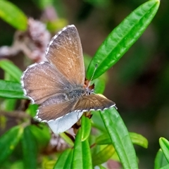 Neolucia agricola at Acton, ACT - 22 Nov 2024