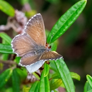 Neolucia agricola at Acton, ACT - 22 Nov 2024