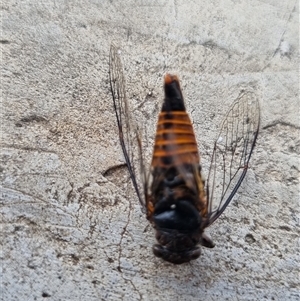 Yoyetta sp. (genus) at Belconnen, ACT - 25 Nov 2024 11:47 AM