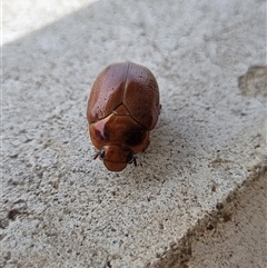 Anoplognathus porosus at Belconnen, ACT - 25 Nov 2024 11:45 AM