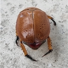 Anoplognathus porosus (Porosus Christmas beetle) at Belconnen, ACT - 25 Nov 2024 by Butterflygirl