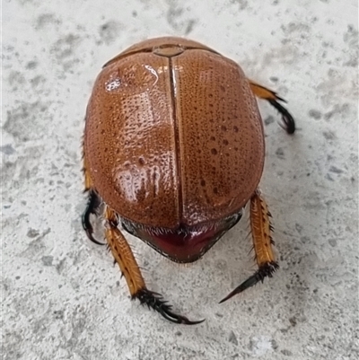 Anoplognathus porosus (Porosus Christmas beetle) at Belconnen, ACT - 25 Nov 2024 by Butterflygirl