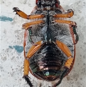 Anoplognathus porosus at Belconnen, ACT - 25 Nov 2024 11:48 AM