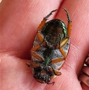 Anoplognathus brunnipennis at Belconnen, ACT - 25 Nov 2024