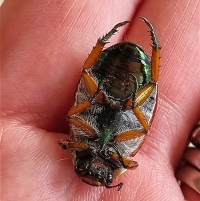 Anoplognathus brunnipennis (Green-tailed Christmas beetle) at Belconnen, ACT - 25 Nov 2024 by Butterflygirl