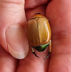 Anoplognathus brunnipennis at Belconnen, ACT - 25 Nov 2024