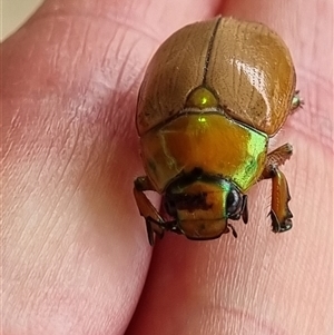 Anoplognathus brunnipennis at Belconnen, ACT - 25 Nov 2024