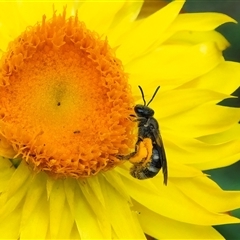 Lasioglossum (Chilalictus) sp. (genus & subgenus) (Halictid bee) at Acton, ACT - 22 Nov 2024 by WHall