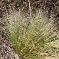 Nassella trichotoma (Serrated Tussock) at Watson, ACT - 25 Nov 2024 by waltraud