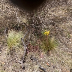 Nassella trichotoma at Watson, ACT - 25 Nov 2024