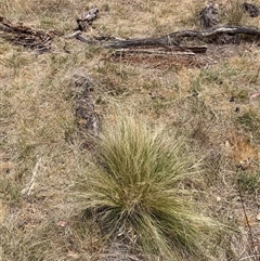 Nassella trichotoma at Watson, ACT - 25 Nov 2024