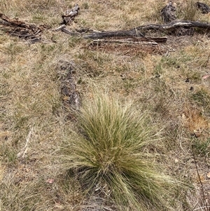 Nassella trichotoma at Watson, ACT - 25 Nov 2024