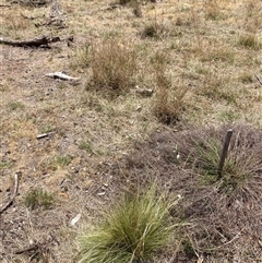 Nassella trichotoma at Watson, ACT - 25 Nov 2024